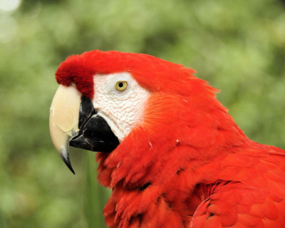 Week #2 - Red Parrot 