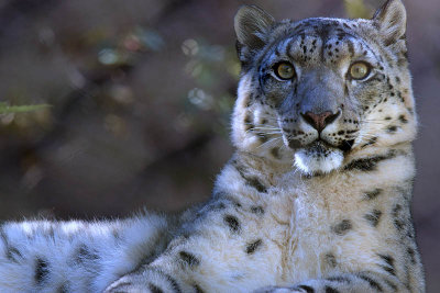 Week #2 - Snow Leopard