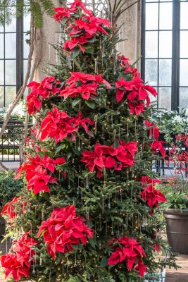 Another Longwood Gardens Tree