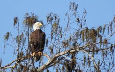 Week 3: Bald Eagle