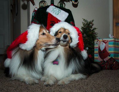 Week # 4 - Sheltie Christmas Love & Kisses