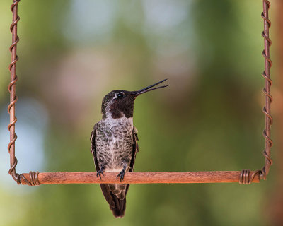 Singing on a Swing