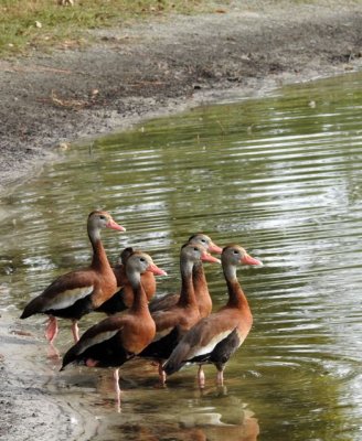 Week 4: Black-Bellied Whistling ducks