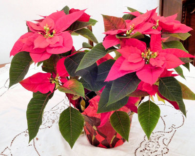 Poinsettia