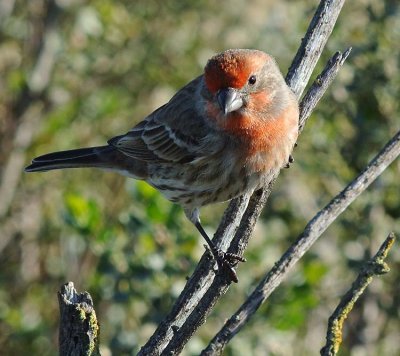 Purple Finch