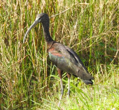 Glossy ibis