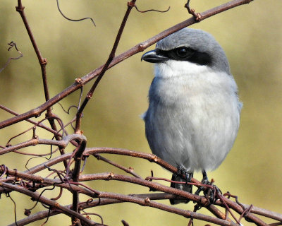 Loggerhead Shrike