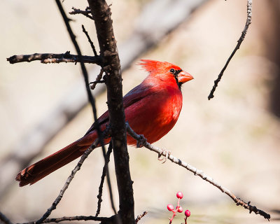 Male Cardinal