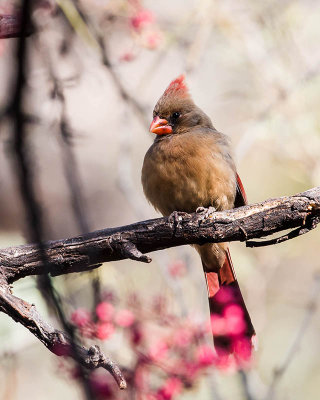 Female Cardinal