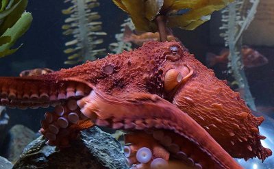 Week #3 - Giant Pacific Octopus