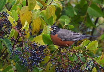 Talking Robin