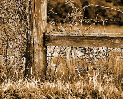 Monochrome Fence