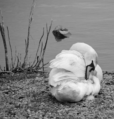 Swan Curled Up