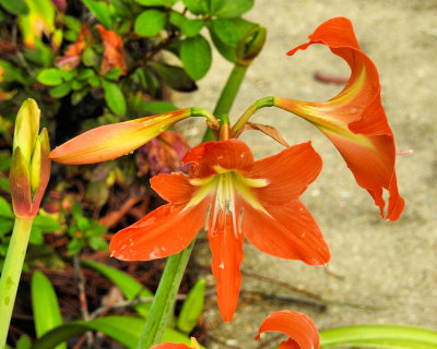 Week #2 - Orange Lilies 