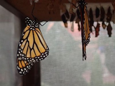 Week 3: Butterflies