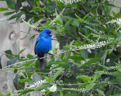 Indigo Bunting
