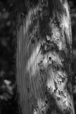 Peeling Bark