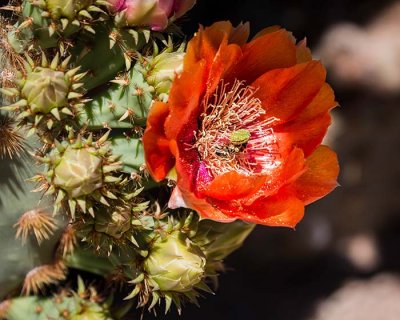 Pricklypear Bloom