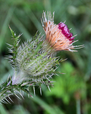 Horrible Thistle - Diffused Light