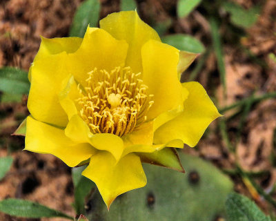 Week #1 - Cactus Blossom