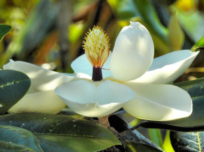  Magnolia Blossom