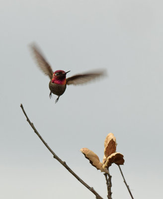 Week #2 - Anna's Hummingbird Take Off