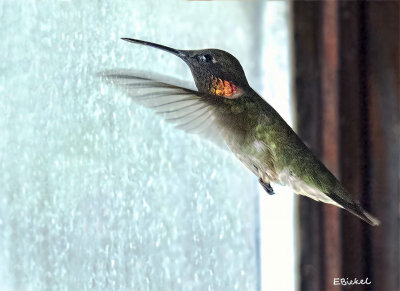 Hummingbird in the House