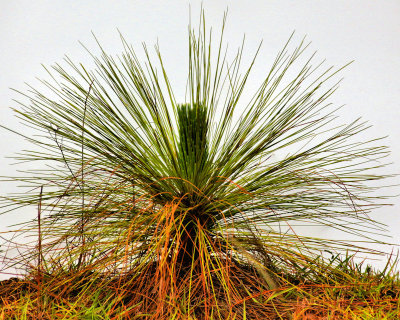New Life - Baby Longleaf Pine