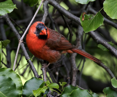 Daddy Cardinal