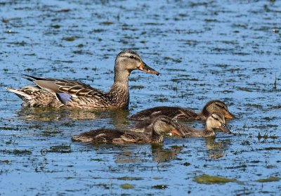 Mallard and Three Ducklings