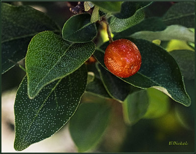 Week #3- Sweet Scarlet Cherry Olive