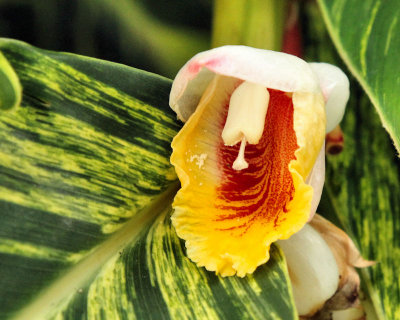 Diffused Light - Variegated Shell Ginger Plant Flower