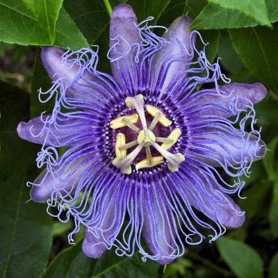 Week #2 - Purple Passion Flower