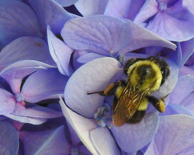 B is for Bee... on a hydrangea