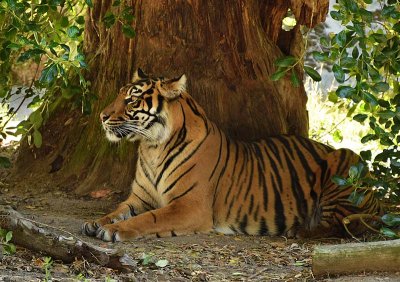 Tiger Under Tree