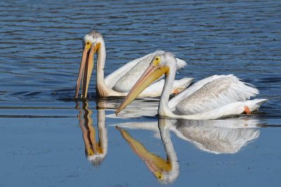 Floating Pelicans