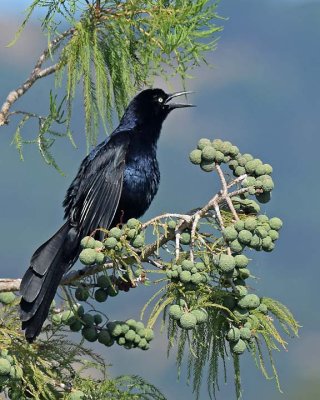Week #3 - Great Tailed Grackle