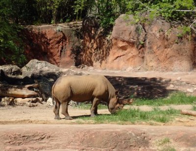 Rhino full sun