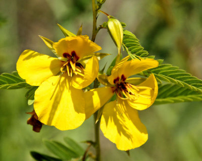 Week #1 -  - Partridge Pea