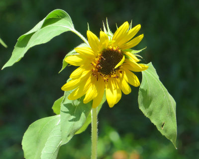 Full Sun - First Sunflower