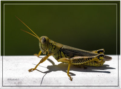 First Grasshopper of the Season