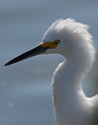 Back Lit Snowy Egret