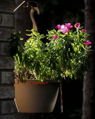 Backlit Hanging Plant 