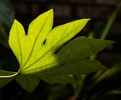 Green leaf