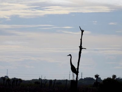 Backlit heron