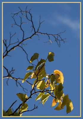 Golden Leaves