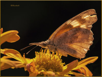 American Snout Butterfly