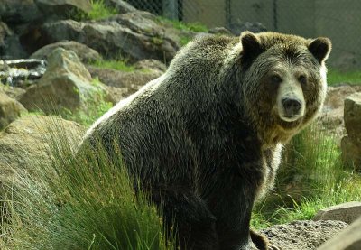 Backlit Grizzly