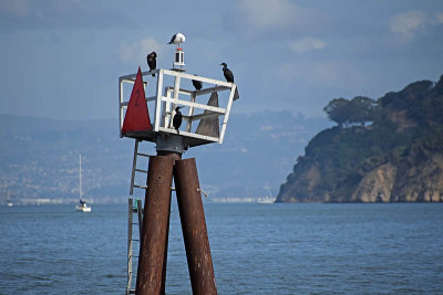 Cormorants On Lookout