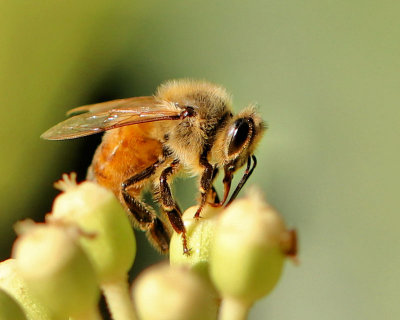 Week #4 - Honey Bee